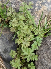 Lithophragma glabrum