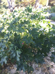 Malva assurgentiflora