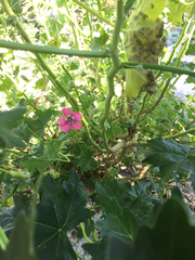 Malva assurgentiflora
