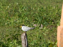 Sternula superciliaris