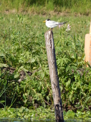 Sternula superciliaris