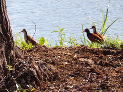 Jacana jacana