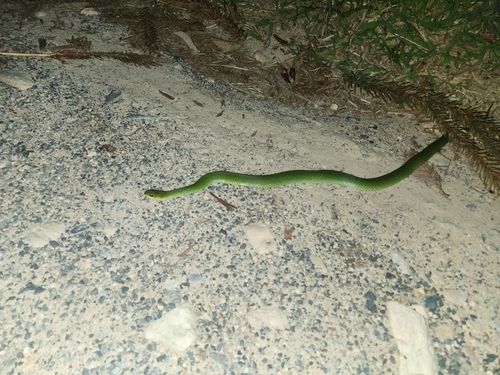 Velvet Swampsnake