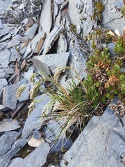 Poa novae-zelandiae