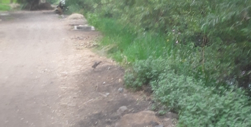 Eurasian Moorhen