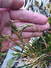 Poa novae-zelandiae