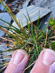 Poa novae-zelandiae