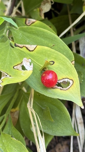 Ruscus hypoglossum, photograph 5