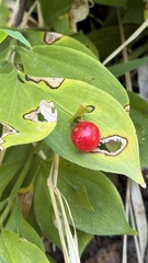 (c) rappman, some rights reserved (CC BY) Ruscus hypoglossum, photograph (c) rappman, some rights reserved (CC BY)