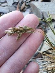 Poa novae-zelandiae