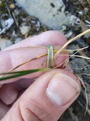 Poa novae-zelandiae