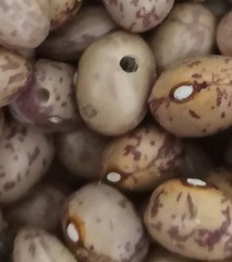 Acanthoscelides obtectus