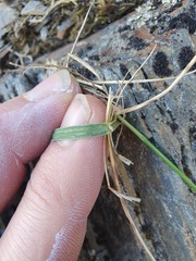 Poa novae-zelandiae
