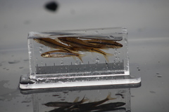 Notropis heterodon
