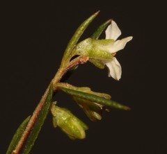 Coleonema juniperinum