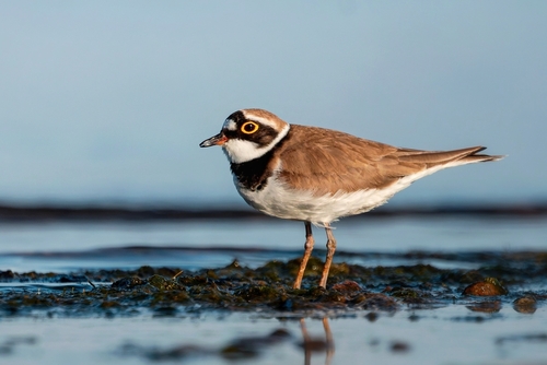 Little Ringed Plover (Thinornis dubius), photo 10