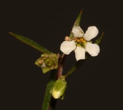 Coleonema juniperinum