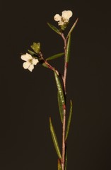 Coleonema juniperinum