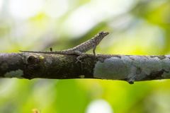 Anolis ortonii