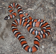 Lampropeltis zonata
