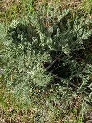 Lomatium macrocarpum