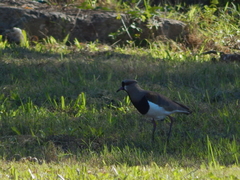 Vanellus chilensis