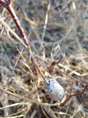 Diplolepis nodulosa