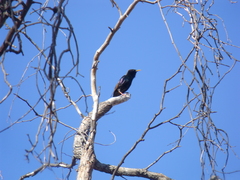 Sturnus vulgaris
