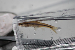 Notropis heterodon
