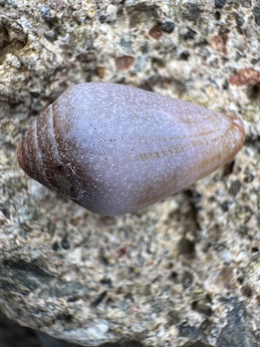 Californiconus californicus