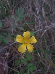 Oxalis colorea