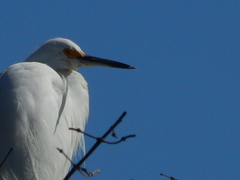 Egretta thula