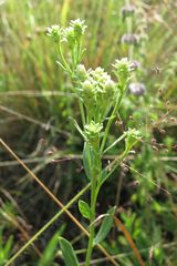 Sericocarpus rigidus