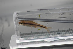 Notropis heterodon