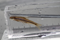 Notropis heterodon