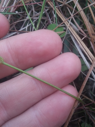 Image of Small's Woodsorrel (Oxalis colorea) by (c) Will McFarland, some rights reserved (CC BY)