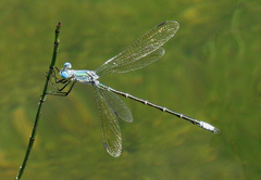 Lestes eurinus