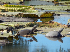 Phrynops hilarii