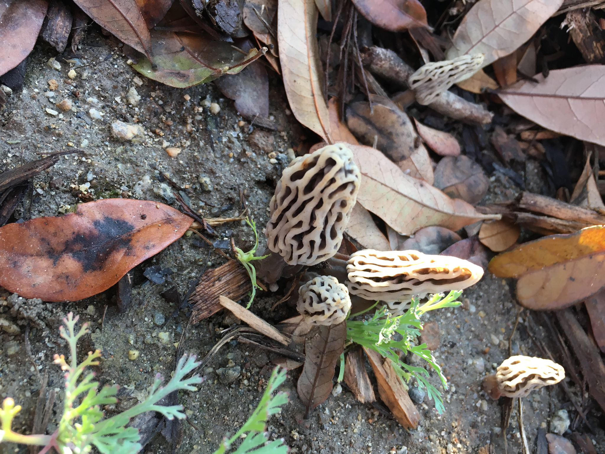 Morchella rufobrunnea image