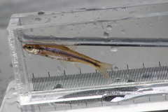 Notropis heterodon
