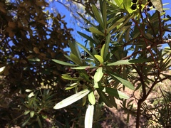 Comarostaphylis glaucescens