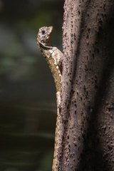 Uranoscodon superciliosus