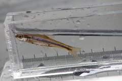 Notropis heterodon