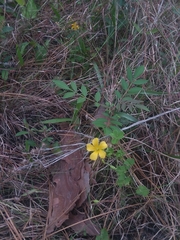 Oxalis colorea