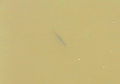 Acestrorhynchus pantaneiro