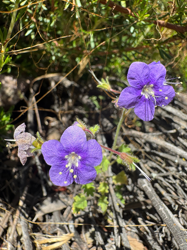 Phacelia parryi, photograph 6