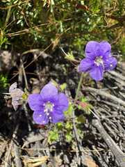 Phacelia parryi, photograph (c) wildflowerwatching, some rights reserved (CC BY)
