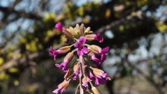 Boechera californica