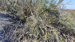 Boechera californica