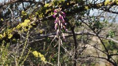 Boechera californica